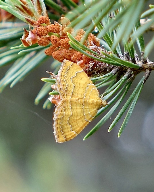 yellow shell